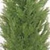One 5 Foot Artificial Topiary Cedar Tree Potted Indoor Outdoor Plant By Silk Tree Warehouse 1 One 5 Foot Artificial Topiary Cedar Tree Potted Indoor Outdoor Plant By Silk Tree Warehouse -Artificial Trees Store 315C5uYU1GL