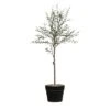 Creative Co-Op DF2615 29" H Thyme Topiary In Pot Faux Botanicals, Green 1 Creative Co-Op DF2615 29" H Thyme Topiary In Pot Faux Botanicals, Green -Artificial Trees Store 315u4j8LRKL