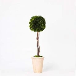 BoxwoodValley Preserved Boxwood Ball Large 8 Inch Boxwood Ball Topiary Vase Fillers For Wedding Party Christmas Balls, Home Hang Ball Decor(Ball, 8") -Artificial Trees Store 318ZOZy7wKL. AC