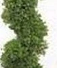 One 6 Foot 3 Inch Artificial Boxwood Spiral Topiary Tree Potted Indoor Or Outdoor 2 One 6 Foot 3 Inch Artificial Boxwood Spiral Topiary Tree Potted Indoor Or Outdoor -Artificial Trees Store 31EW44kQSjL