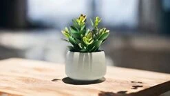Kurrajong Farmhouse Faux Succulent In Pot - Faux Plants Decor - 7" X 4.5" - Feaux Plant In Pot - Fake Succulent Potted Plant For Home Decor Indoor 13 Kurrajong Farmhouse Faux Succulent In Pot - Faux Plants Decor - 7" X 4.5" - Feaux Plant In Pot - Fake Succulent Potted Plant For Home Decor Indoor -Artificial Trees Store 31Pah8GlTSL