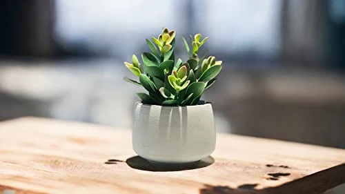 Kurrajong Farmhouse Faux Succulent In Pot - Faux Plants Decor - 7" X 4.5" - Feaux Plant In Pot - Fake Succulent Potted Plant For Home Decor Indoor 8 Kurrajong Farmhouse Faux Succulent In Pot - Faux Plants Decor - 7" X 4.5" - Feaux Plant In Pot - Fake Succulent Potted Plant For Home Decor Indoor - Image 6