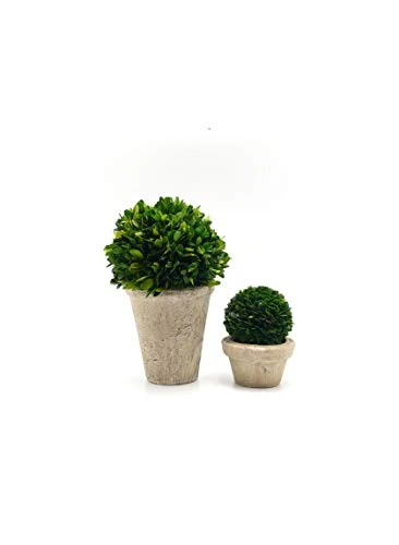 Serene Spaces Living Preserved Boxwood Ball With Small Pot – Boxwood In Planters, Preserved Plant For Boxwood Table Decor, Boxwood Centerpiece, Measures 5.5" Tall & 4" Diameter 4 Serene Spaces Living Preserved Boxwood Ball With Small Pot – Boxwood In Planters, Preserved Plant For Boxwood Table Decor, Boxwood Centerpiece, Measures 5.5" Tall & 4" Diameter - Image 2
