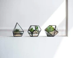 Mkono Artificial Succulent In 3 Pack Mini Glass Geometric Terrarium, Miniature Potted Faux Plant Bookshelf Desk Boho Office Room Decor For Women Girls Dorm Gift Idea, Black -Artificial Trees Store 31i8cRF7wkL