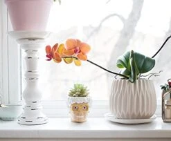 Silver Buffalo The Golden Girls Sophia Face Mini Ceramic Planter Decor | Official TV Show Collectible | Small Flower Pot For Indoor Plants, Includes Artificial Succulent | 3 Inches 13 Silver Buffalo The Golden Girls Sophia Face Mini Ceramic Planter Decor | Official TV Show Collectible | Small Flower Pot For Indoor Plants, Includes Artificial Succulent | 3 Inches -Artificial Trees Store 410cGofkJxS