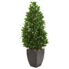 Nearly Natural 56-in. Bay Leaf Cone Topiary Artificial UV Resistant In Black Planter (Indoor/Outdoor) Silk Trees Green 1 Nearly Natural 56-in. Bay Leaf Cone Topiary Artificial UV Resistant In Black Planter (Indoor/Outdoor) Silk Trees Green -Artificial Trees Store 412fCu1B0DL