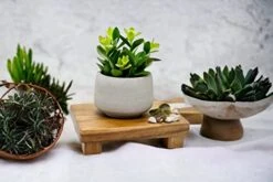 Kurrajong Farmhouse Faux Succulent In Pot - Faux Plants Decor - 7" X 4.5" - Feaux Plant In Pot - Fake Succulent Potted Plant For Home Decor Indoor 12 Kurrajong Farmhouse Faux Succulent In Pot - Faux Plants Decor - 7" X 4.5" - Feaux Plant In Pot - Fake Succulent Potted Plant For Home Decor Indoor -Artificial Trees Store 413P2lCjsFL