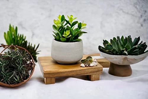 Kurrajong Farmhouse Faux Succulent In Pot - Faux Plants Decor - 7" X 4.5" - Feaux Plant In Pot - Fake Succulent Potted Plant For Home Decor Indoor 7 Kurrajong Farmhouse Faux Succulent In Pot - Faux Plants Decor - 7" X 4.5" - Feaux Plant In Pot - Fake Succulent Potted Plant For Home Decor Indoor - Image 5