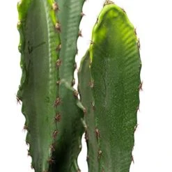 Simple Elements Faux Desert Candle Cactus With Plastic Pot | Artificial Cactus Plant | Home Décor, Event Décor, Outdoor Décor, Party Décor And Wedding Décor | 23" H X 5.5" W (Pot) -Artificial Trees Store 4140RV9JtAL