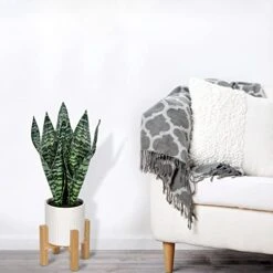 Briful 14'' Fake Snake Plant Home Decor Real Touch Faux Sansevieria Plant In White Ceramic Pot With Wooden Stand Artificial Snake Plant With Wide Leaves For Kitchen Living Room Bathroom Decorations 14 Briful 14'' Fake Snake Plant Home Decor Real Touch Faux Sansevieria Plant In White Ceramic Pot With Wooden Stand Artificial Snake Plant With Wide Leaves For Kitchen Living Room Bathroom Decorations -Artificial Trees Store 414xhl10BxL