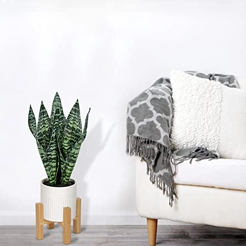 Briful 14'' Fake Snake Plant Home Decor Real Touch Faux Sansevieria Plant In White Ceramic Pot With Wooden Stand Artificial Snake Plant With Wide Leaves For Kitchen Living Room Bathroom Decorations 6 Briful 14'' Fake Snake Plant Home Decor Real Touch Faux Sansevieria Plant In White Ceramic Pot With Wooden Stand Artificial Snake Plant With Wide Leaves For Kitchen Living Room Bathroom Decorations - Image 4