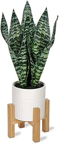 Briful 14'' Fake Snake Plant Home Decor Real Touch Faux Sansevieria Plant In White Ceramic Pot With Wooden Stand Artificial Snake Plant With Wide Leaves For Kitchen Living Room Bathroom Decorations 11 Briful 14'' Fake Snake Plant Home Decor Real Touch Faux Sansevieria Plant In White Ceramic Pot With Wooden Stand Artificial Snake Plant With Wide Leaves For Kitchen Living Room Bathroom Decorations - Image 9