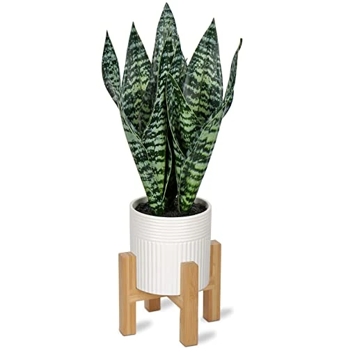 Briful 14'' Fake Snake Plant Home Decor Real Touch Faux Sansevieria Plant In White Ceramic Pot With Wooden Stand Artificial Snake Plant With Wide Leaves For Kitchen Living Room Bathroom Decorations 3 Briful 14'' Fake Snake Plant Home Decor Real Touch Faux Sansevieria Plant In White Ceramic Pot With Wooden Stand Artificial Snake Plant With Wide Leaves For Kitchen Living Room Bathroom Decorations