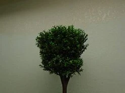 4' Double Ball-shaped Boxwood Topiary In Plastic Pot Two Tone Green -Artificial Trees Store 419nAWVGwHL