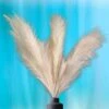 Decor Plus More Faux Pampas Grass Large - Set Of 4 47 Inches Beautiful Tall Artificial Compliments Any Room With Zero Maintenance Perfect For Modern, Boho Or Farmhouse (2 Cream & 2 Ivory Stems) -Artificial Trees Store 41E7ZlIKMDL
