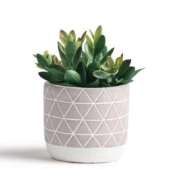 Kurrajong Farmhouse Artificial Succulent Plant 7.5" X 4.5" | Beautiful Faux Plant For Home Decor Indoor | Realistic Artificial Plants | Fake Plants For Desk Decor | Fake Succulent In Pot