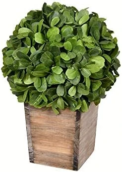 Vickerman Everyday 9 Inch Artificial Boxwood Topiary Ball - Natural Green - For Indoor Use Suspended Or Arrangement Accent - Home Tabletop Fake Bush Decoration 5 Vickerman Everyday 9 Inch Artificial Boxwood Topiary Ball - Natural Green - For Indoor Use Suspended Or Arrangement Accent - Home Tabletop Fake Bush Decoration - Image 3