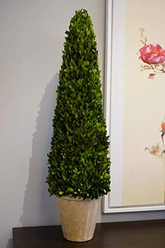 BoxwoodWorld Boxwood Topiary 100cm Height Preserved Nature Boxwood Leaves, Big Tree Plant Decor For Any Indoor Room (Large Bxowood ConeTree, 39 Inch) 9 BoxwoodWorld Boxwood Topiary 100cm Height Preserved Nature Boxwood Leaves, Big Tree Plant Decor For Any Indoor Room (Large Bxowood ConeTree, 39 Inch) - Image 7