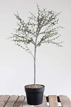 Creative Co-Op DF2615 29" H Thyme Topiary In Pot Faux Botanicals, Green -Artificial Trees Store 41Fq2MDuoNL