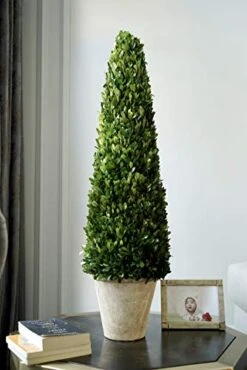 BoxwoodWorld Boxwood Topiary 100cm Height Preserved Nature Boxwood Leaves, Big Tree Plant Decor For Any Indoor Room (Large Bxowood ConeTree, 39 Inch) 11 BoxwoodWorld Boxwood Topiary 100cm Height Preserved Nature Boxwood Leaves, Big Tree Plant Decor For Any Indoor Room (Large Bxowood ConeTree, 39 Inch) -Artificial Trees Store 41GcQbbTZkL