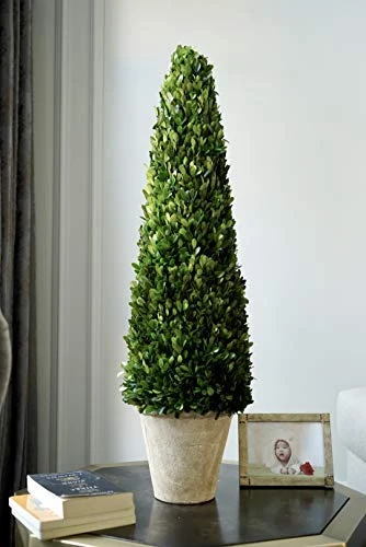 BoxwoodWorld Boxwood Topiary 100cm Height Preserved Nature Boxwood Leaves, Big Tree Plant Decor For Any Indoor Room (Large Bxowood ConeTree, 39 Inch) 5 BoxwoodWorld Boxwood Topiary 100cm Height Preserved Nature Boxwood Leaves, Big Tree Plant Decor For Any Indoor Room (Large Bxowood ConeTree, 39 Inch) - Image 3
