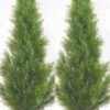 Silk Tree Warehouse Two 3 Foot Artificial Cedar Topiary Trees Potted Indoor Or Outdoor -Artificial Trees Store 41HzqXHiHaL