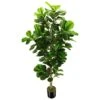 OXLLXO 6ft Artificial Fiddle Leaf Fig Tree (72in) With Plastic Nursery Pot Faux Tree, Ficus Lyrata Fake Plant For Office House Farmhouse Living Room Home Decor (Indoor/Outdoor) 2 OXLLXO 6ft Artificial Fiddle Leaf Fig Tree (72in) With Plastic Nursery Pot Faux Tree, Ficus Lyrata Fake Plant For Office House Farmhouse Living Room Home Decor (Indoor/Outdoor) -Artificial Trees Store 41IQV8TpeYL