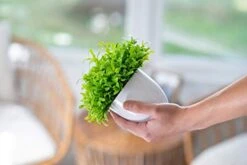 Plants+ Artificial Fake Faux Indoor House Desk Office For Decoration - Plastic Lifelike Flower With White Pot, Outdoor Decor Topiary Greenery, Set Of 1, Lavender -Artificial Trees Store 41KSy6qdxQL