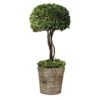 Beaumont Lane Tree Topiary Preserved In Natural Evergreen -Artificial Trees Store 41KZB6vaCOL