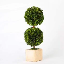 Boxwoodworld Preserved Boxwood Green Plant For Home Decor Classic Ball On Pot Design 10 Inch Hight (boxwood Leaves) -Artificial Trees Store 41KlfTVaWlL. AC