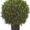 Silk Tree Warehouse Company Inc Two 2 Foot Outdoor Artificial Boxwood Ball Topiary Bushes Potted Plants 16 Inches Wide Silk Tree Warehouse Company Inc 2 Silk Tree Warehouse Company Inc Two 2 Foot Outdoor Artificial Boxwood Ball Topiary Bushes Potted Plants 16 Inches Wide Silk Tree Warehouse Company Inc -Artificial Trees Store 41LBFbE8ltL