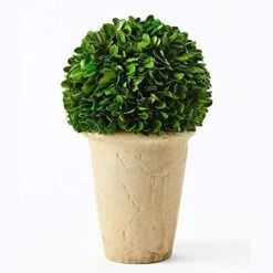 Boxwoodworld Preserved Boxwood Green Plant For Home Decor Classic Ball On Pot Design 10 Inch Hight (boxwood Leaves) -Artificial Trees Store 41LIvr5T8FL. AC