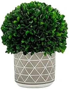 Galt International - Natural Preserved Boxwood Topiary In Cement Pot - Real Preserved Plant And Table Centerpiece - Stunning Greenery And Plant Decor For Home (9.5" Tall / 7.9" Topiary) 7 Galt International - Natural Preserved Boxwood Topiary In Cement Pot - Real Preserved Plant And Table Centerpiece - Stunning Greenery And Plant Decor For Home (9.5" Tall / 7.9" Topiary) - Image 5