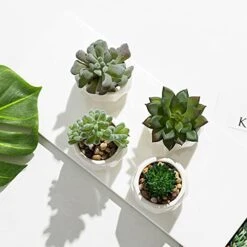 MyGift Set Of 4 Mini Assorted Artificial Succulent Fake Plants In Modern White Textured Ceramic Plant Pots 13 MyGift Set Of 4 Mini Assorted Artificial Succulent Fake Plants In Modern White Textured Ceramic Plant Pots -Artificial Trees Store 41OYJBQhpFS