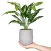 Der Rose 16'' Fake Plants Artificial Potted Greenery Faux Plants For Office Desk Home Bathroom Decor -Artificial Trees Store 41P2PXSV4BL