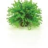 BiOrb Green Topiary Ball -Artificial Trees Store 41P8fsYl3hL