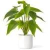 Mkono Fake Plants In Ceramic Pot, 11" Potted Artificial Plants For Home Decor Indoor Faux Green Leaf Plant With Modern White Planter For Desk Shelf Office Room Decoration (Pothos) -Artificial Trees Store 41RrddE3CHL