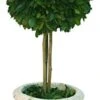 Mills Floral Company Box Topiary, Single, Large, 6" X 16" -Artificial Trees Store 41SJVrpkKfL