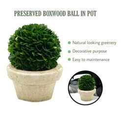 Serene Spaces Living Preserved Boxwood Ball With Small Pot – Boxwood In Planters, Preserved Plant For Boxwood Table Decor, Boxwood Centerpiece, Measures 5.5" Tall & 4" Diameter 11 Serene Spaces Living Preserved Boxwood Ball With Small Pot – Boxwood In Planters, Preserved Plant For Boxwood Table Decor, Boxwood Centerpiece, Measures 5.5" Tall & 4" Diameter -Artificial Trees Store 41SJZsqpJNL