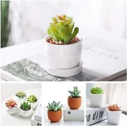 Happyhapi 12 Pcs Artificial Succulents Mini Fake Plants Unpotted Faux Succulent For Craft, Small Plastic Succulents Assortment In Flocked Green Floral Decor For Party, Cake, Garden & Outdoor 8 Happyhapi 12 Pcs Artificial Succulents Mini Fake Plants Unpotted Faux Succulent For Craft, Small Plastic Succulents Assortment In Flocked Green Floral Decor For Party, Cake, Garden & Outdoor -Artificial Trees Store 41ScPG5UcoL