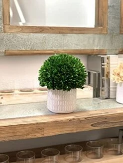 Galt International - Natural Preserved Boxwood Topiary In Cement Pot - Real Preserved Plant And Table Centerpiece - Stunning Greenery And Plant Decor For Home (9.5" Tall / 7.9" Topiary) 10 Galt International - Natural Preserved Boxwood Topiary In Cement Pot - Real Preserved Plant And Table Centerpiece - Stunning Greenery And Plant Decor For Home (9.5" Tall / 7.9" Topiary) -Artificial Trees Store 41U4ktTDofL