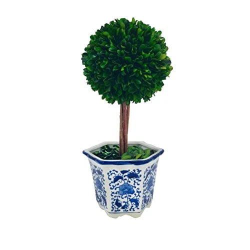 Galt International Preserved Boxwood Topiary Tree In Blue & White Ceramic Pot - Plant And Table Centerpiece - Stunning Greenery And Plant Decor For Home 5.9" Diameter Topiary 14" Tall 3 Galt International Preserved Boxwood Topiary Tree In Blue & White Ceramic Pot - Plant And Table Centerpiece - Stunning Greenery And Plant Decor For Home 5.9" Diameter Topiary 14" Tall