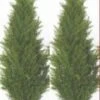 Two 4 Foot Artificial Topiary Cedar Trees Potted Indoor Outdoor Plants -Artificial Trees Store 41VHNWGw5ZL