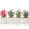 Sunprairie Classic Set Of 4 Faux Succulents 7” Tall In Ivory White Stucco Ceramic Pots-Realistic Multi Colored Artificial Succulents Plants For Home & Office Decor. 2 Sunprairie Classic Set Of 4 Faux Succulents 7” Tall In Ivory White Stucco Ceramic Pots-Realistic Multi Colored Artificial Succulents Plants For Home & Office Decor. -Artificial Trees Store 41VUhs6srmL