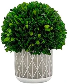 Galt International - Natural Preserved Boxwood Topiary In Cement Pot - Real Preserved Plant And Table Centerpiece - Stunning Greenery And Plant Decor For Home (9.5" Tall / 7.9" Topiary) 6 Galt International - Natural Preserved Boxwood Topiary In Cement Pot - Real Preserved Plant And Table Centerpiece - Stunning Greenery And Plant Decor For Home (9.5" Tall / 7.9" Topiary) - Image 4