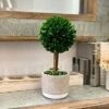 Galt International - Natural Preserved Boxwood Topiary In Cement Pot - Real Preserved Plant And Table Centerpiece - Stunning Greenery And Plant Decor For Home | (14" Tall / 5.9" Topiary) 2 Galt International - Natural Preserved Boxwood Topiary In Cement Pot - Real Preserved Plant And Table Centerpiece - Stunning Greenery And Plant Decor For Home | (14" Tall / 5.9" Topiary) -Artificial Trees Store 41YInFbWWRL