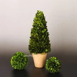 BoxwoodValley Preserved Boxwood Ball Large 8 Inch Boxwood Ball Topiary Vase Fillers For Wedding Party Christmas Balls, Home Hang Ball Decor(Ball, 8") -Artificial Trees Store 41ZPuieARiL
