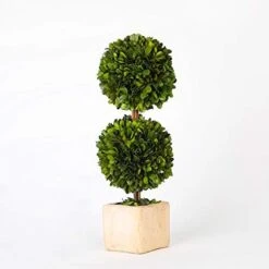 Boxwoodworld Preserved Boxwood Green Plant For Home Decor Classic Ball On Pot Design 10 Inch Hight (boxwood Leaves) -Artificial Trees Store 41ZzSTfktuL. AC