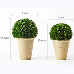 Boxwoodworld Preserved Boxwood Green Plant For Home Decor Classic Ball On Pot Design 10 Inch Hight (boxwood Leaves) -Artificial Trees Store 41b7uc57FOL