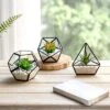 Mkono Artificial Succulent In 3 Pack Mini Glass Geometric Terrarium, Miniature Potted Faux Plant Bookshelf Desk Boho Office Room Decor For Women Girls Dorm Gift Idea, Black -Artificial Trees Store 41bwUMN3zqL